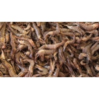 brown-gulf-shrimp-400x224_c