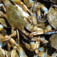 live-blue-crabs-400x299_c
