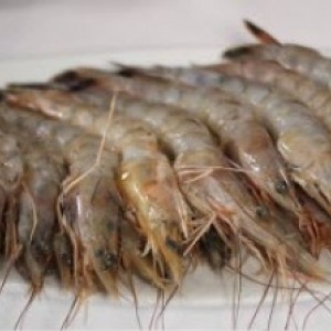 wild-brown-gulf-shrimp-400x223_c